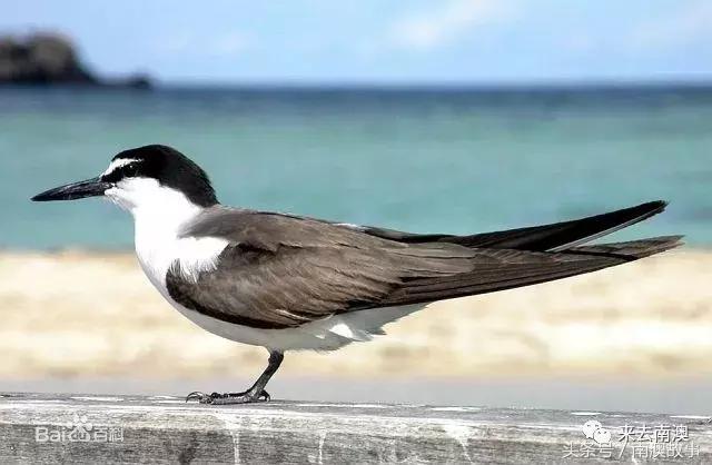 这座小岛究竟隐藏了多少秘密,一座鲜为人知的隐藏小岛