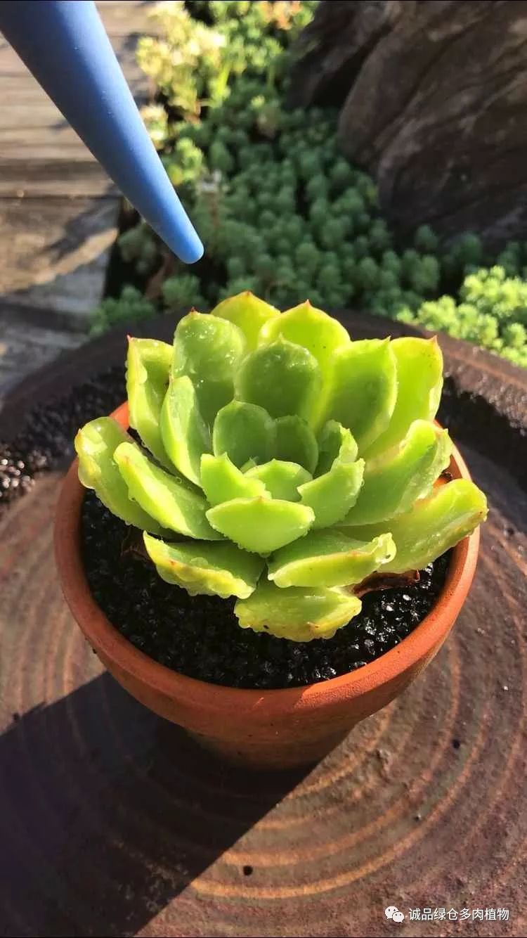 多肉淋雨之后掉叶片该怎么救治,多肉淋雨后可以用吹风机吹干吗