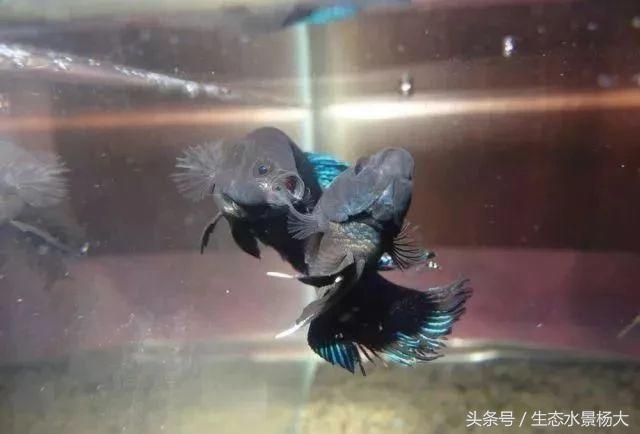 如何寻找中国斗鱼的踪迹,如何快速了解斗鱼