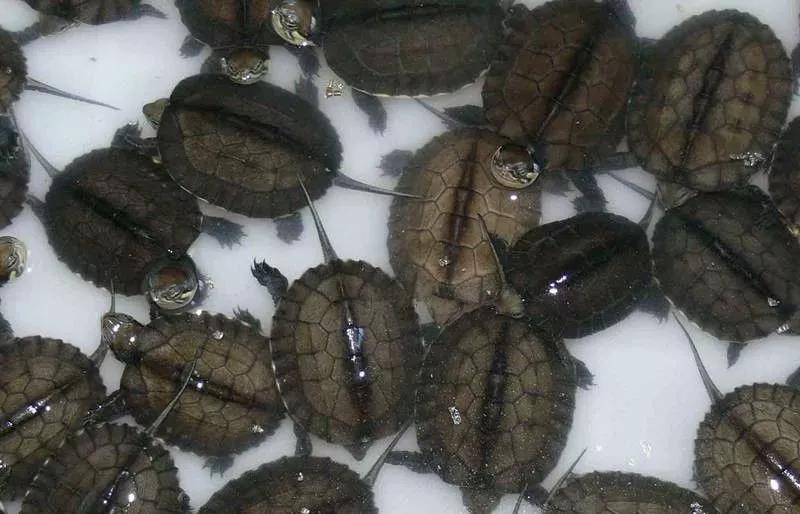 龟苗咬尾巴怎么办,大龟苗咬小龟苗是什么原因