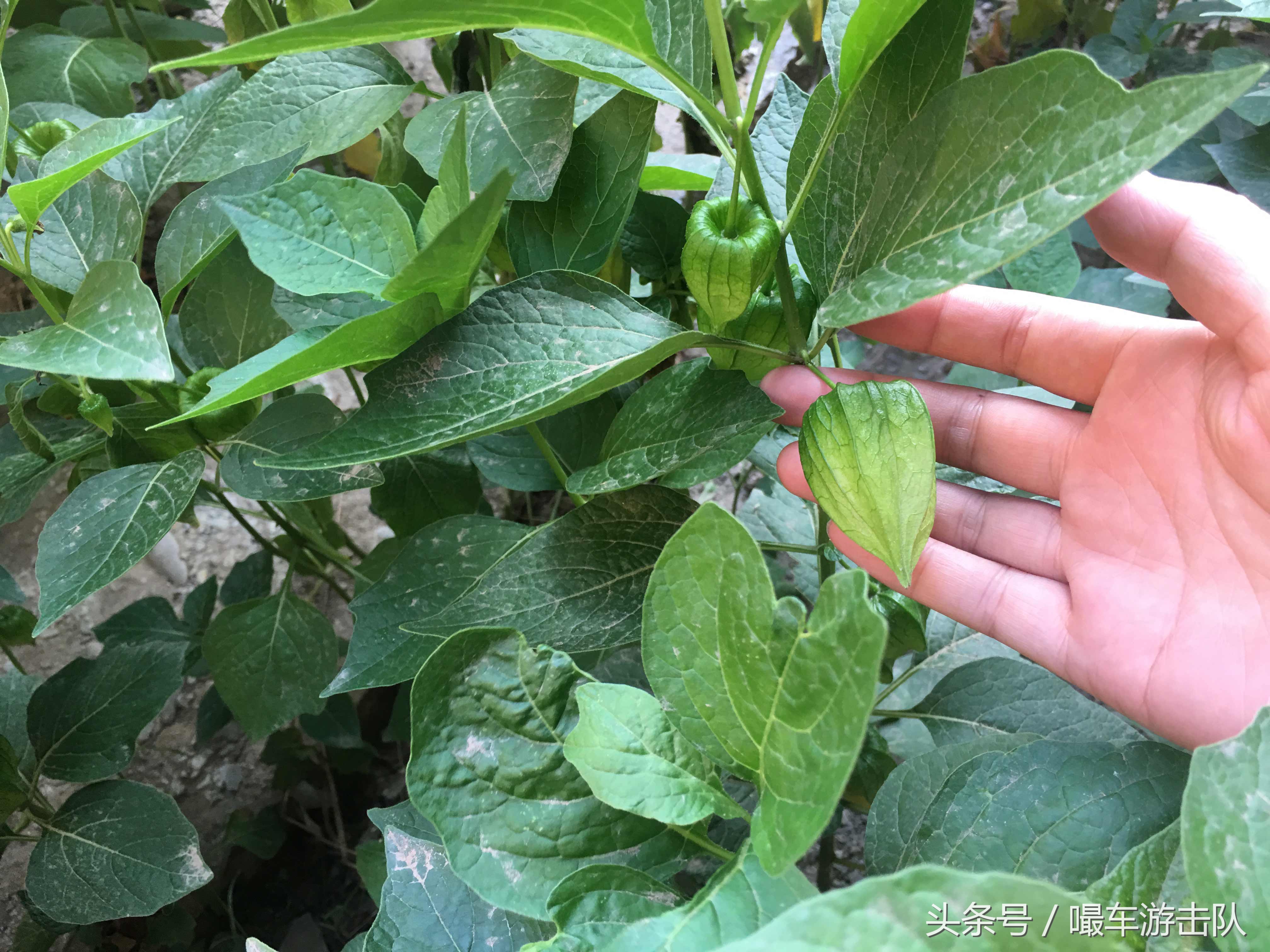 蔚县古城历史,张家口蔚县古城简介