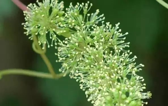 上海周边哪里摘葡萄最好,今夏去哪里玩好