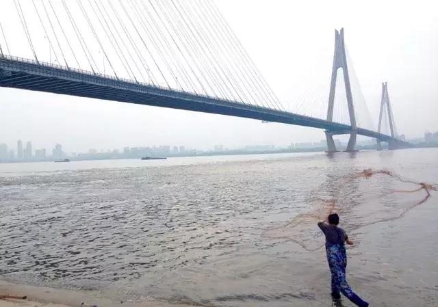 武汉江鱼哪个最好吃,实拍江鳊吃口