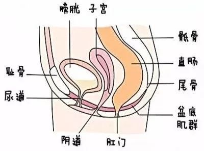 做什么产后修复可以变紧,产后修复越做越松