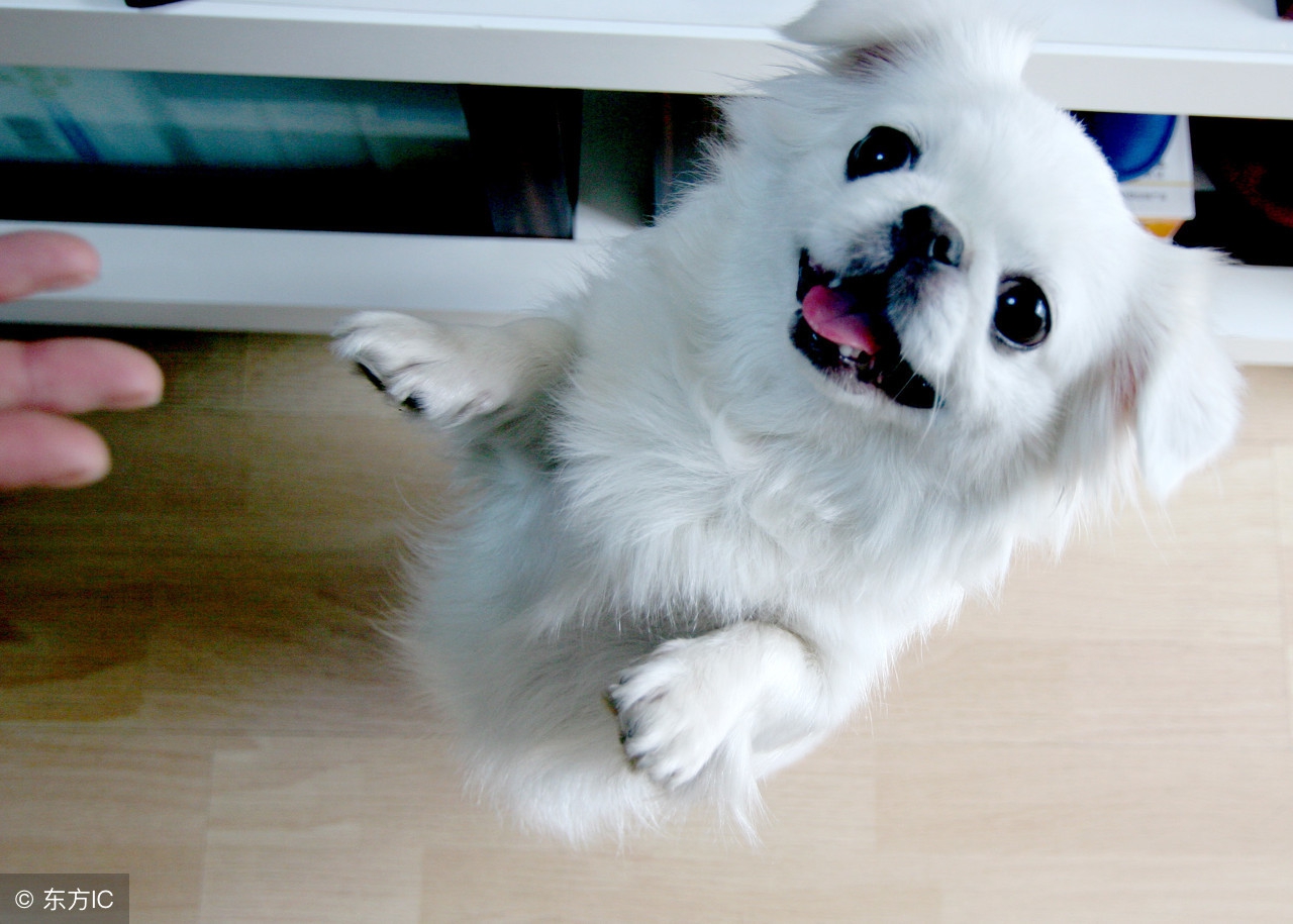 一只哈巴狗是什么狗,哈巴狗就是指一种非常可爱的狗