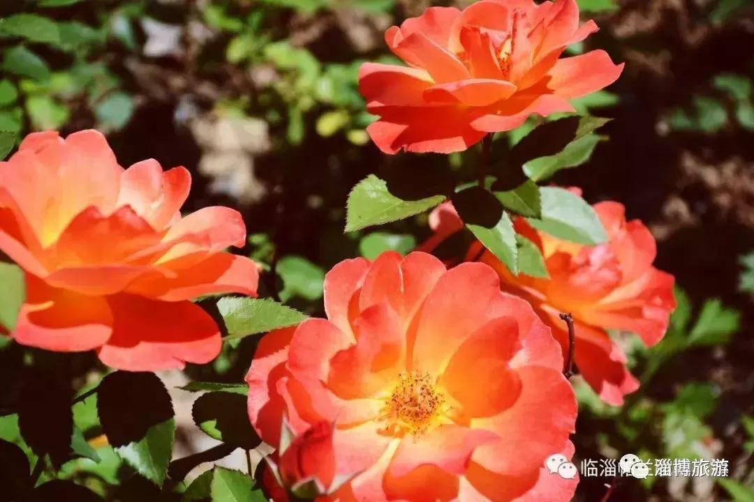 来淄博感受一下人间烟火气,淄博蹴鞠小镇