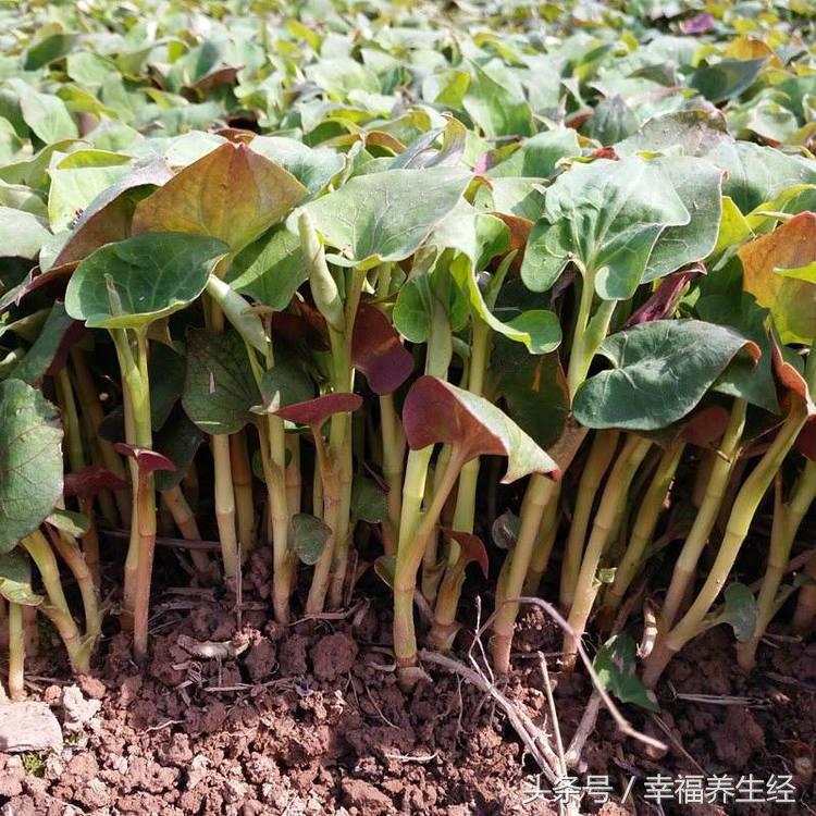 什么蔬菜有利于妇科炎症,女人妇科炎症吃什么草药