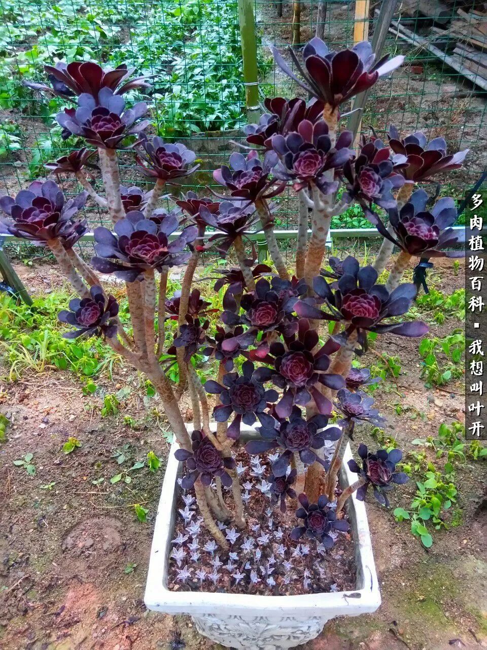 最好养的法师有哪几种,哪种法师既好看又好养