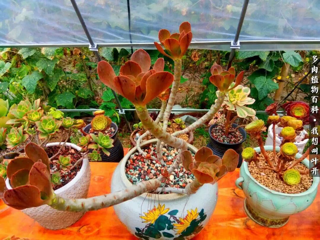 最好养的法师有哪几种,哪种法师既好看又好养