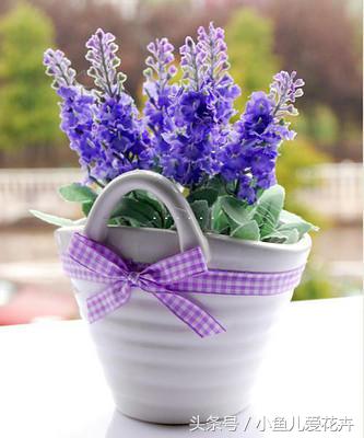 隔壁姑娘家种了盆薰衣草，一串串紫色的花，美得我都想搬回家
