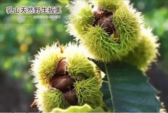 山东乳山十大名村,乳山十大名吃排行榜