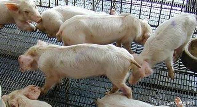 小猪水肿拉稀怎么治疗,小猪拉稀脱水严重怎么急救视频