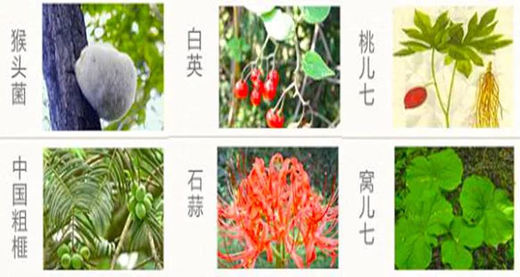 太白山野生珍稀植物|七十二种“七药”