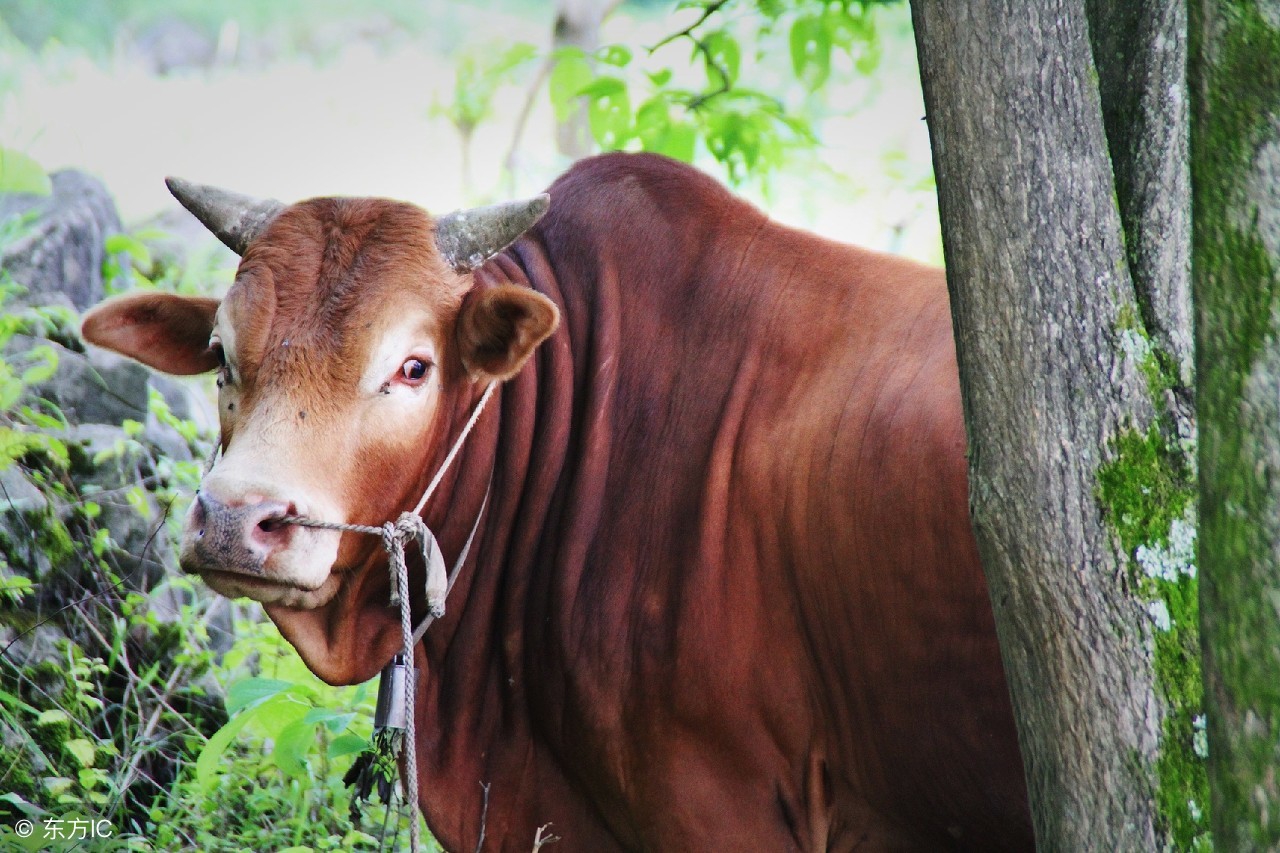生肖牛接福气了好运连连,生肖牛好运到得到吉星助力