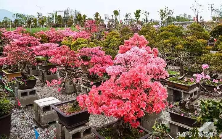 杜鹃花夏鹃品种有哪些特点,杜鹃花的夏鹃怎么养好