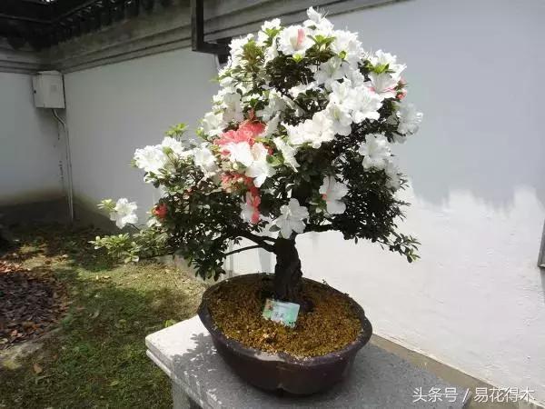 杜鹃花夏鹃品种有哪些特点,杜鹃花的夏鹃怎么养好