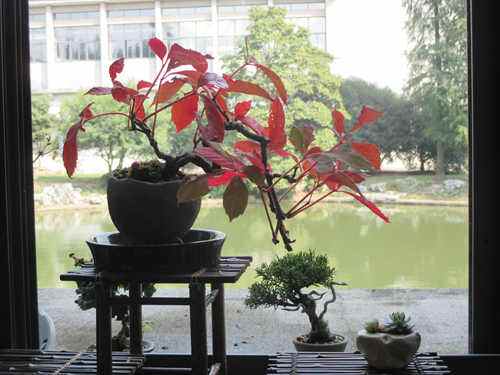 爬山虎盆景北方冬天落叶吗,爬山虎盆景提根怎么养成的