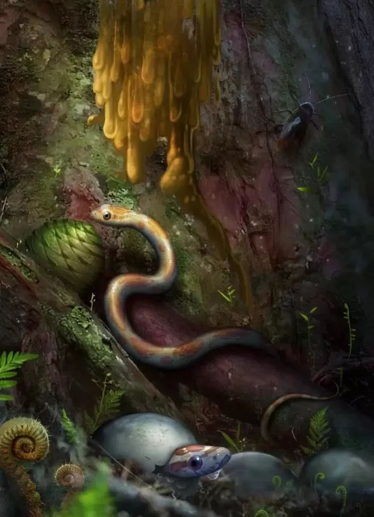 世界上发现蛇类琥珀,人类首次在琥珀中发现鸟类