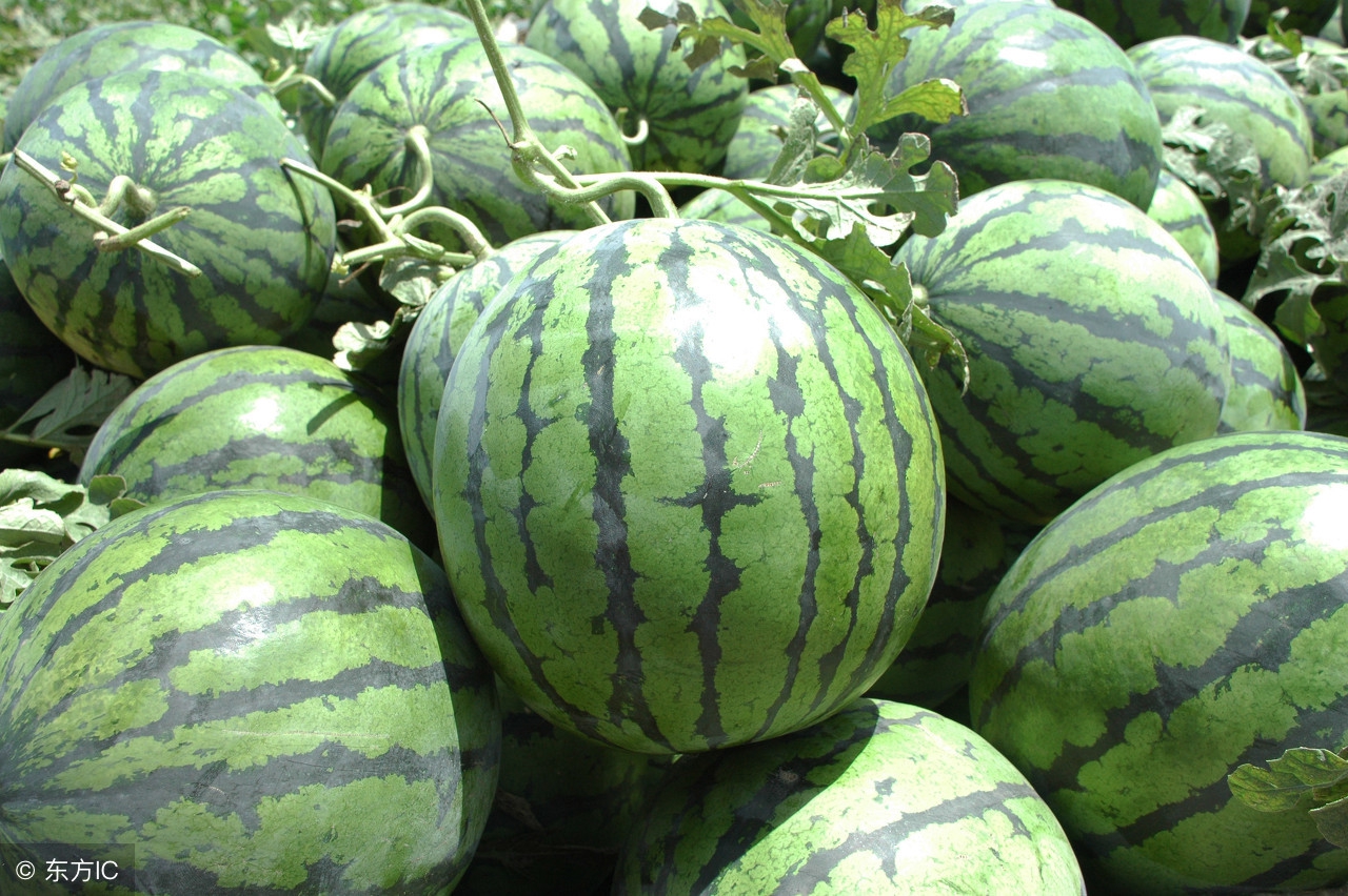 今日全国各西瓜产区价格,河南2020年西瓜行情实时报价