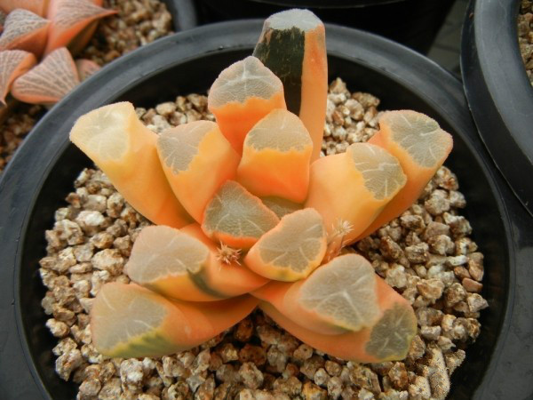 越养越贵的多肉排行榜,目前最贵的多肉品种