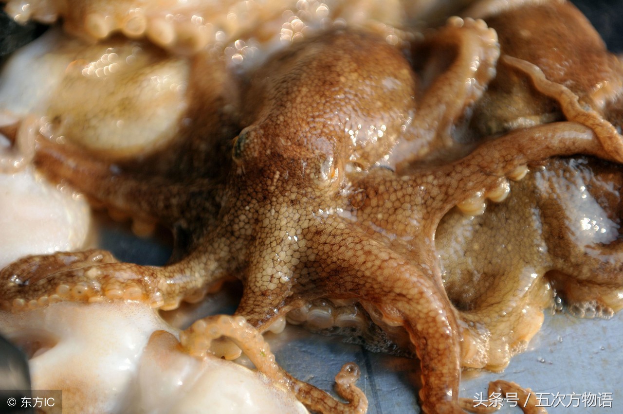 鳄鱼明明不是鱼为什么要叫鱼,鲸鱼鳄鱼企鹅金鱼哪个是哺乳动物