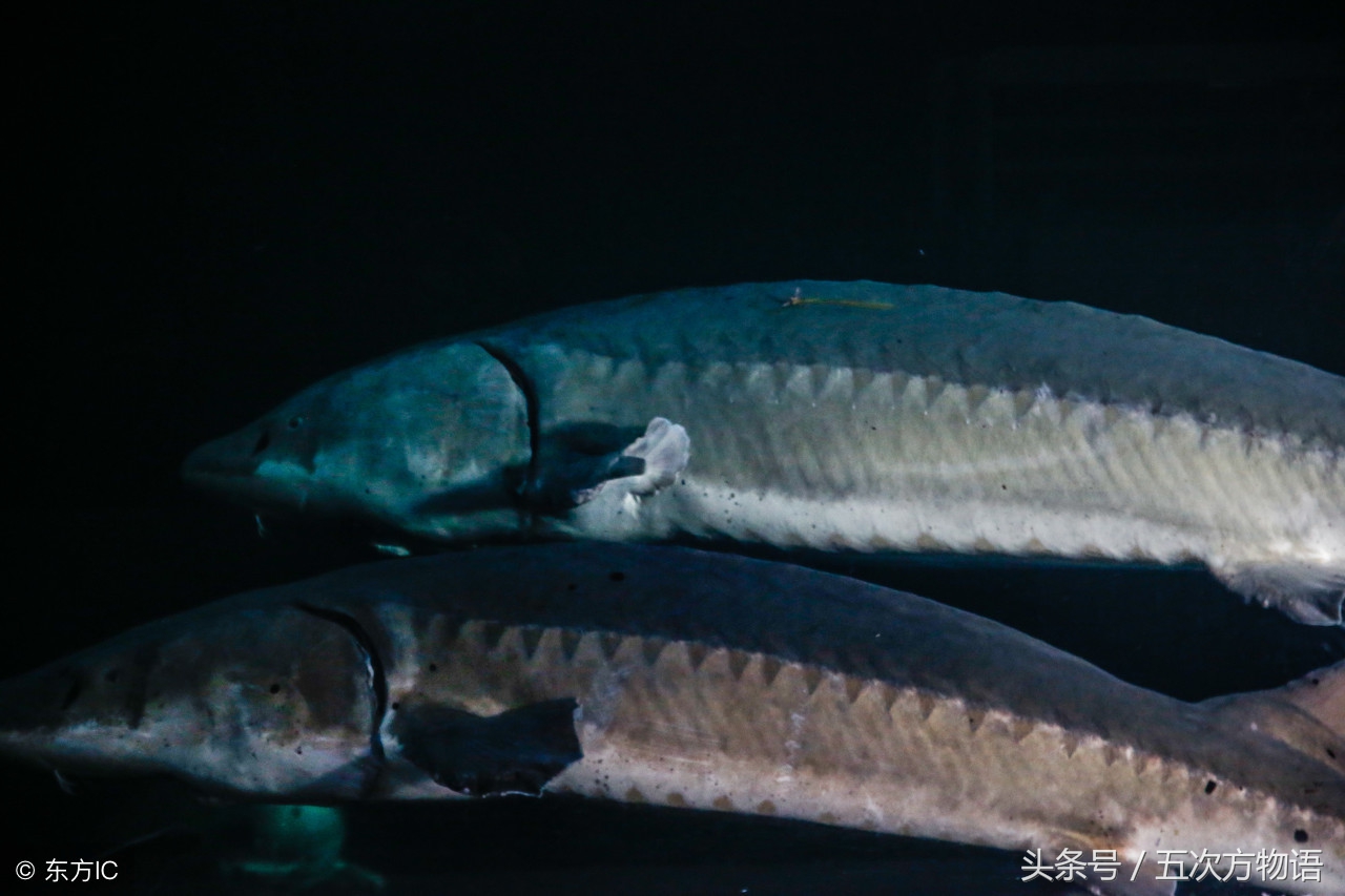 鳄鱼明明不是鱼为什么要叫鱼,鲸鱼鳄鱼企鹅金鱼哪个是哺乳动物