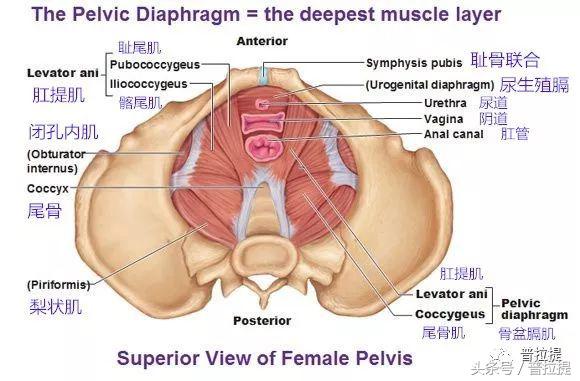 弱弱的盆底肌，并不是凯格尔能简单修复的，普拉提才是最好的方式