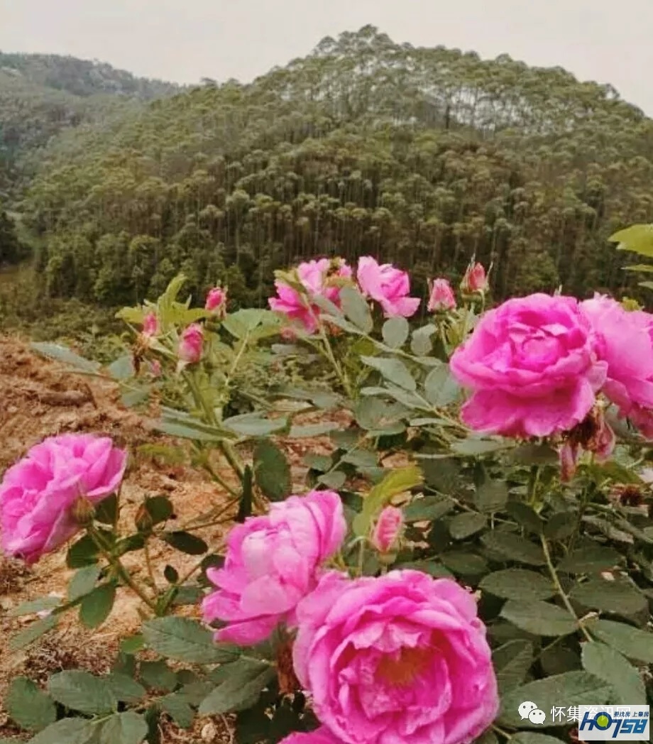 怀集经济形势分析,怀集县经济水平怎样