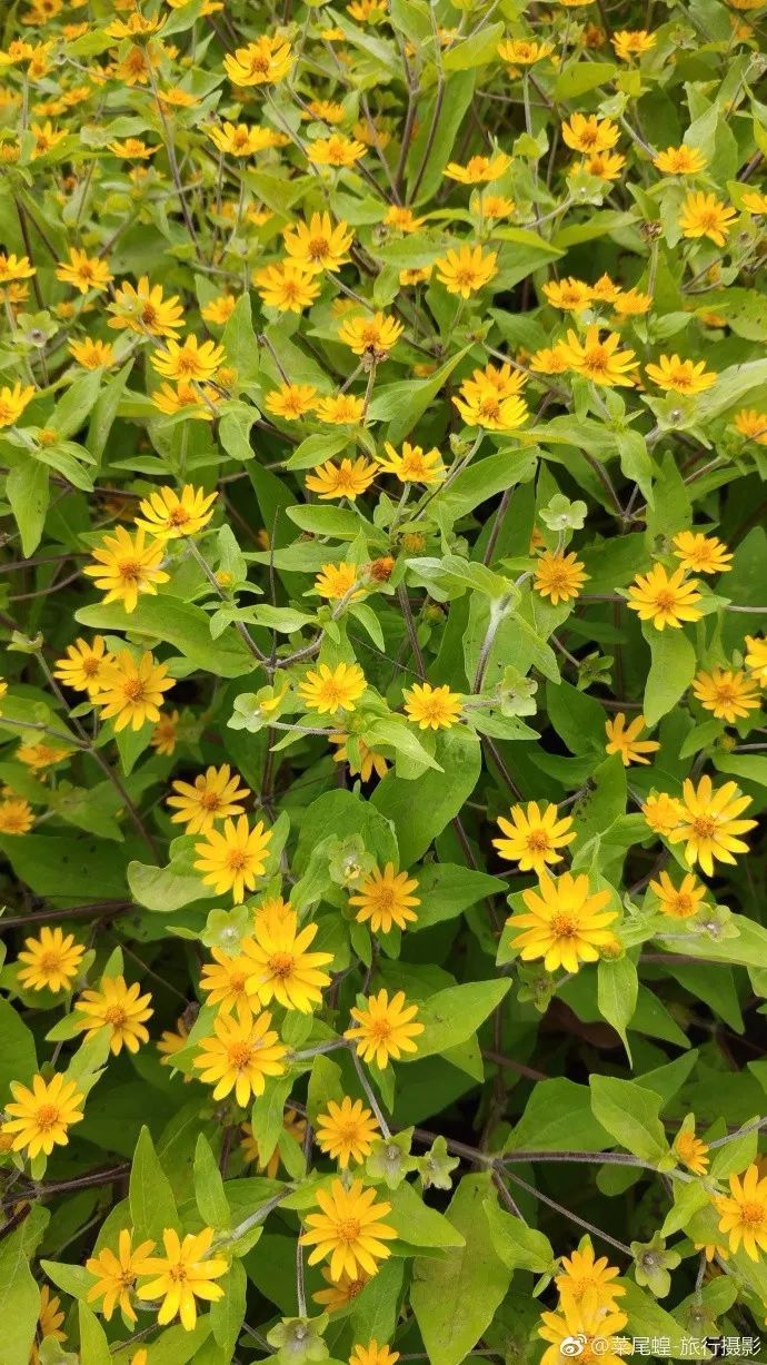 印尼美娜多潜水,印尼美娜多潜水考证