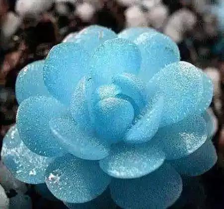 多肉植物水浇多了,多肉植物可以浇橘子皮水吗