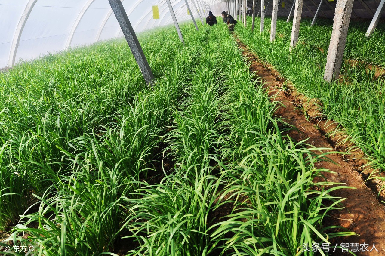 韭菜防治根蛆的最佳方法,有什么办法治韭菜蛆