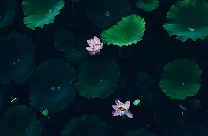 咏荷花的唐诗宋词,唐诗中咏荷花的七绝