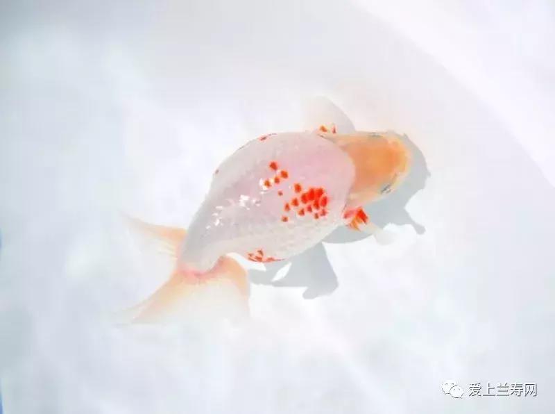 日本金鱼品种大全,日本东京金鱼多少钱一条