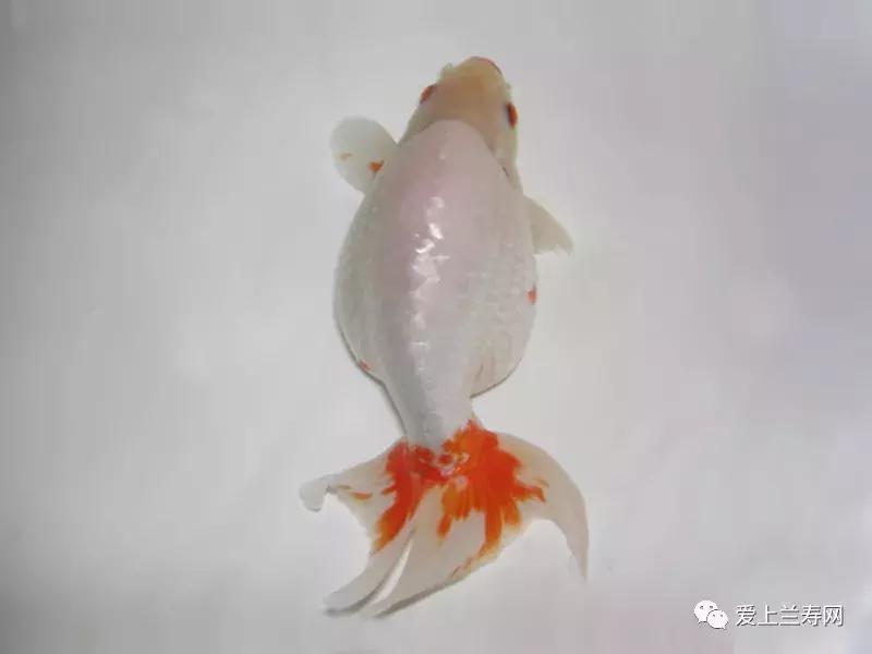 日本土佐金鱼图片大全,日本金鱼品种大全