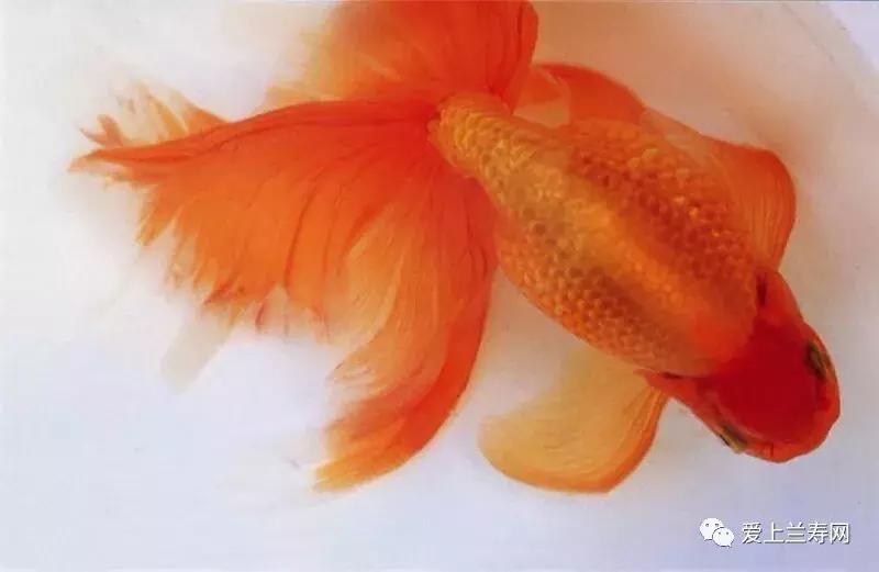 日本土佐金鱼图片大全,日本金鱼品种大全