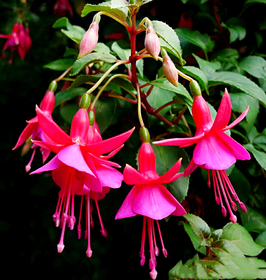 倒挂*钟金**ll彩燕翻飞欲向空，曼妙多姿醉*钟金**