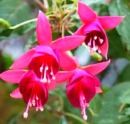 倒挂*钟金**ll彩燕翻飞欲向空，曼妙多姿醉*钟金**