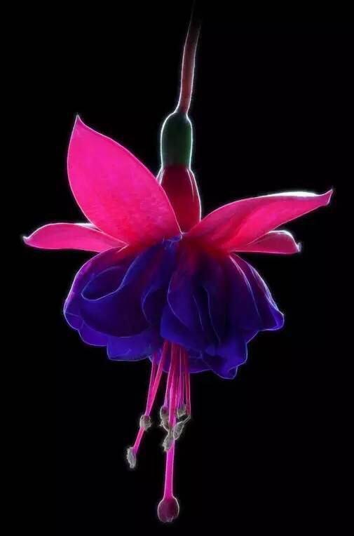 倒挂*钟金**ll彩燕翻飞欲向空，曼妙多姿醉*钟金**