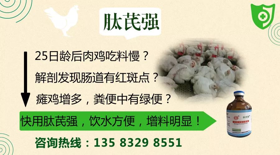 肉鸡弱雏的特征,肉鸡弱雏多是咋回事