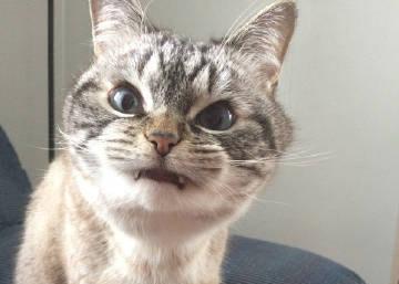 猫咪驱虫用大宠爱好还是福来恩好,猫咪体外驱虫和体内驱虫多久一次