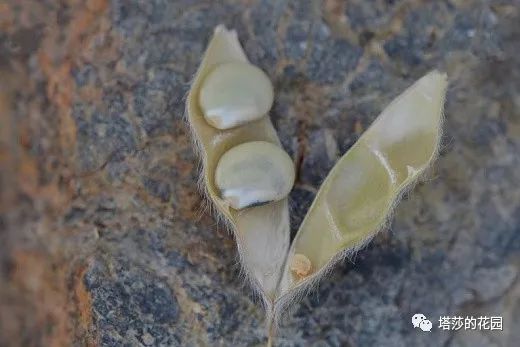 这座暗黑花园，不仅酷，还防涝