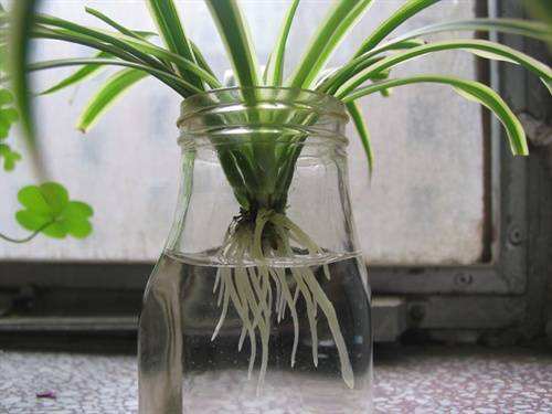 吊兰能水培养活吗,吊兰在家水培怎么养活得快