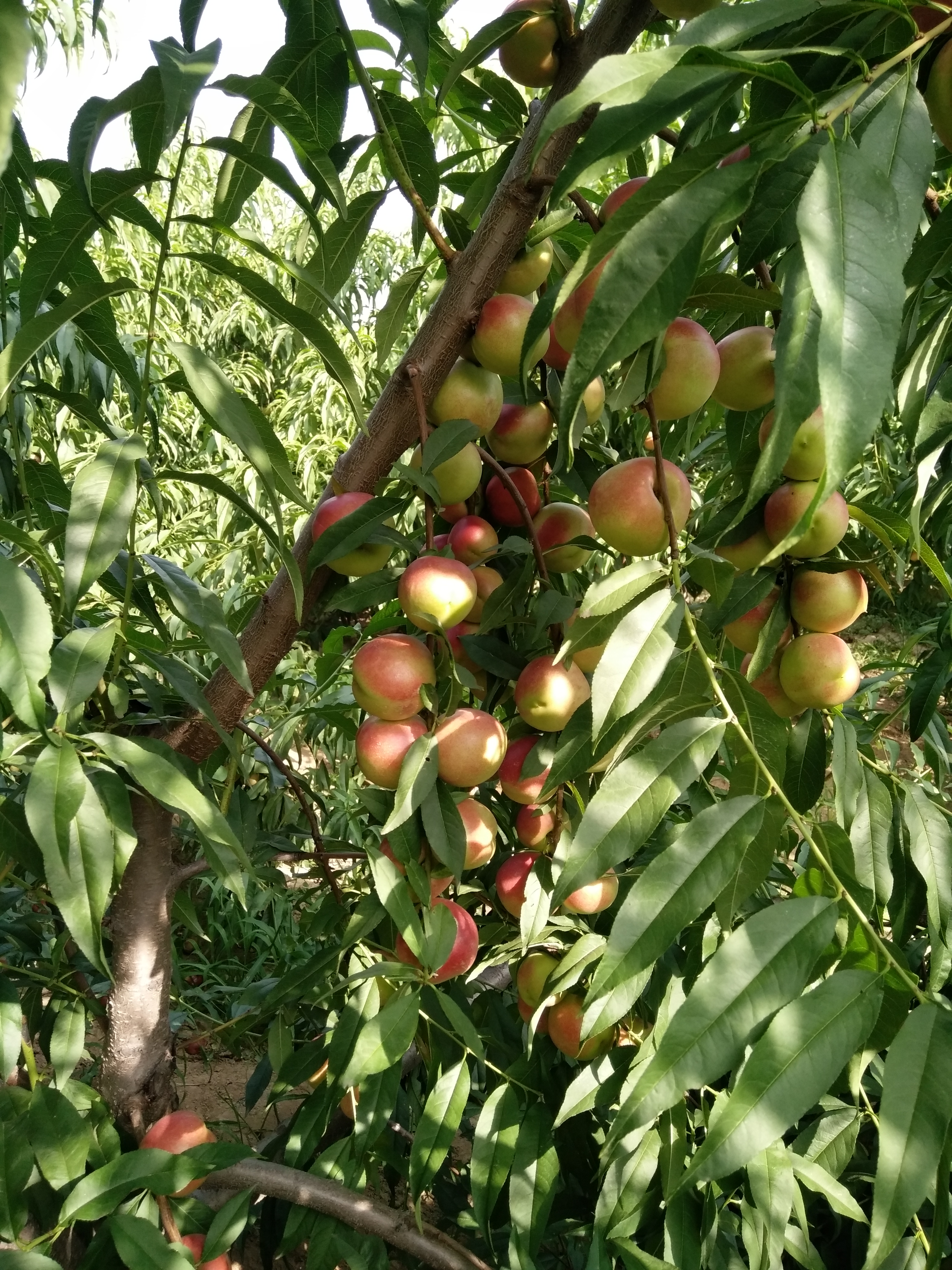 枣油桃产地优点,枣油桃产品介绍