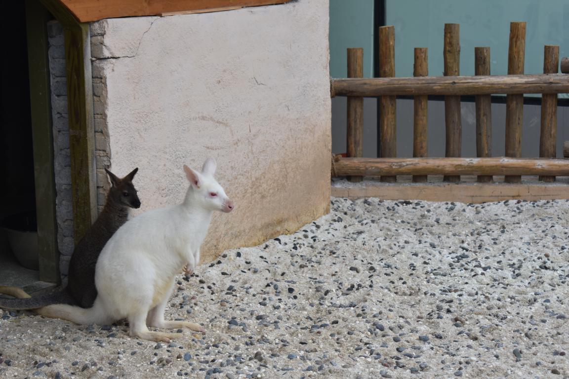 萌宠小香猪乐园,遵义小香猪
