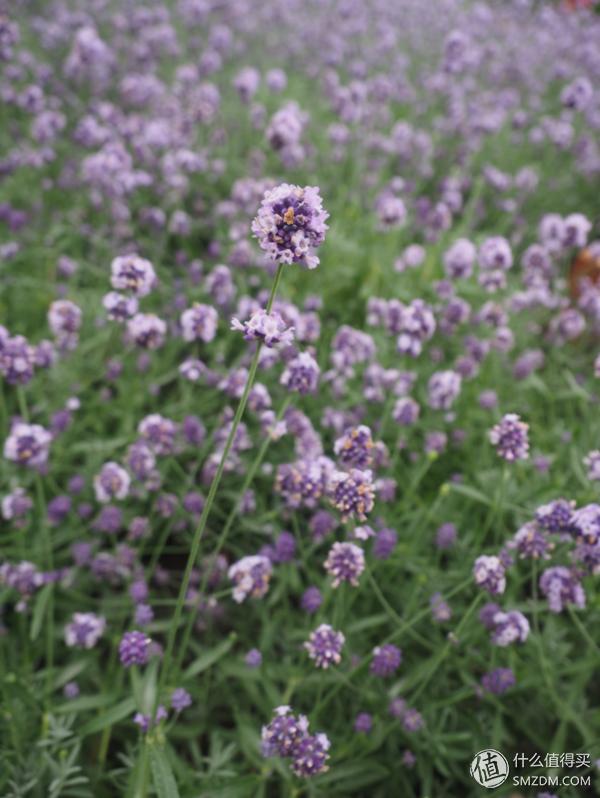 北海道札幌的散步之旅,日本北海道小樽旅游攻略