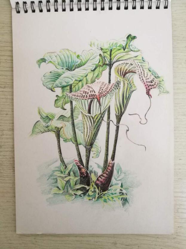 新手彩铅绘画选什么本子,彩铅画初学者适合买什么纸