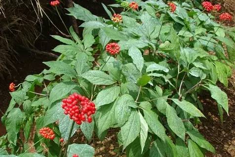 万能药芸苔素内酯,芸苔素内酯可以连续用吗