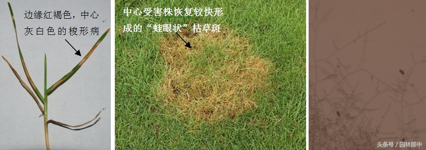 草坪常见病害防治方案,草坪禾草最常见茎叶病害