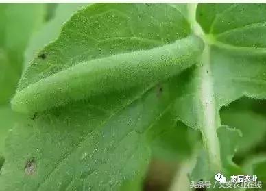 五种诱捕蔬菜害虫的技术措施,蔬菜常见的害虫有哪些