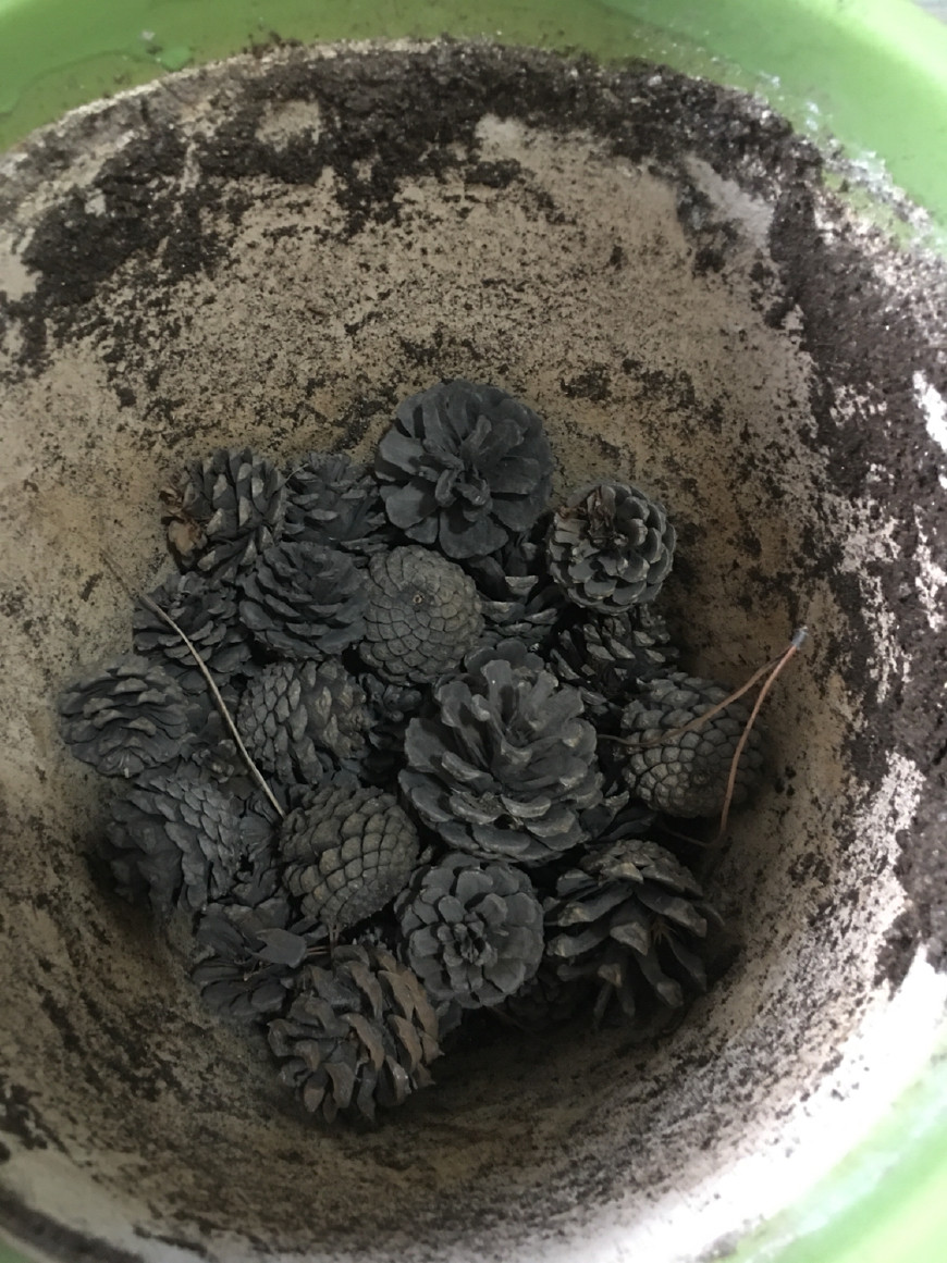 扦插蝴蝶梅要套袋吗,扦插蝴蝶梅叶片喷水可以吗